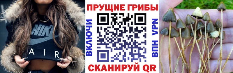 Галлюциногенные грибы Cubensis Светогорск